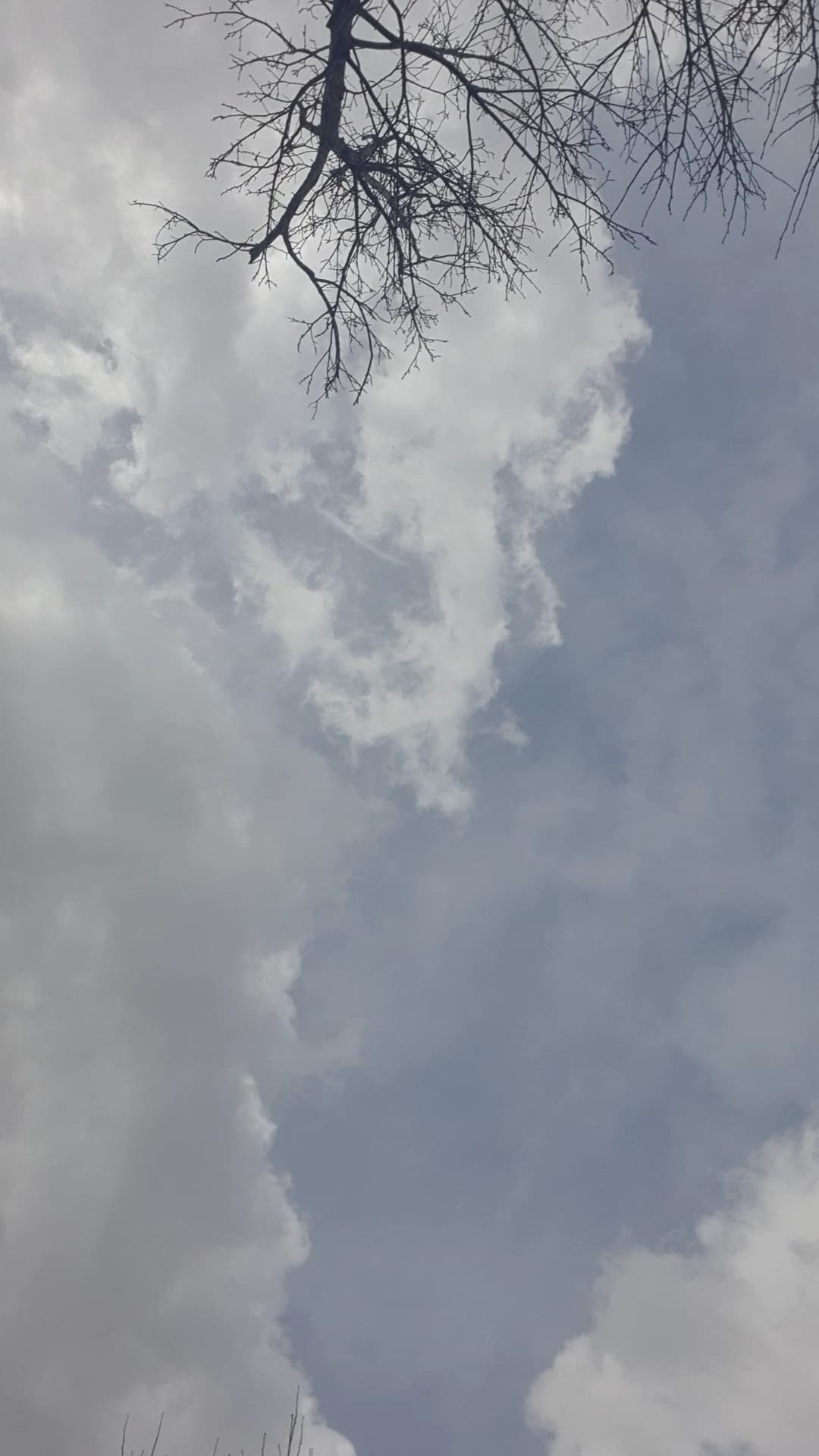 برخاسته از جان