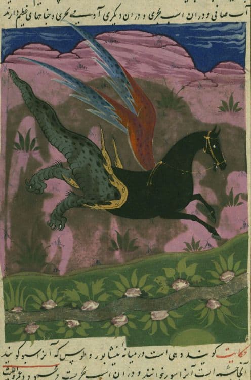کره‌اسب شب‌ناز 