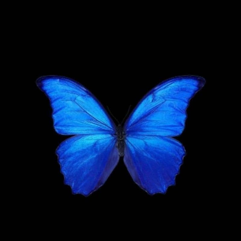 پروانه‌ی آبی